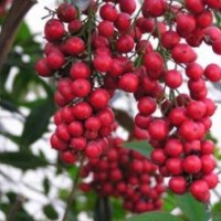 供應(yīng)南天竹、龜甲冬青、杏梅