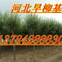 8公分10公分饅頭柳價格