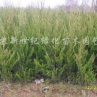 2013龍柏小苗 龍柏大苗 龍柏條 龍柏樹 龍柏價格