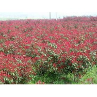 紅葉石楠