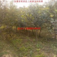 紅葉桃、香樟、大葉女貞、烏桕、三角楓、紅葉李、紫薇