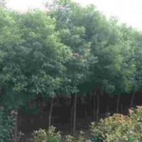 香樟、紅葉李、大葉女貞、桂花、烏桕、黃連木、紫薇