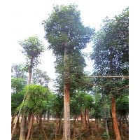 四川重陽(yáng)木，重陽(yáng)木景觀(guān)樹(shù)，重陽(yáng)木種植基地