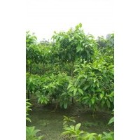 供應(yīng)黃角蘭1-10cm 成都黃角蘭批發(fā)