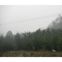 供應(yīng)4米油松，5米油松，6米油松，7米油松