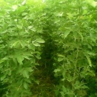 速生白臘苗價格山東速生白臘苗2米速生白臘苗