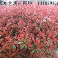 紅葉石楠