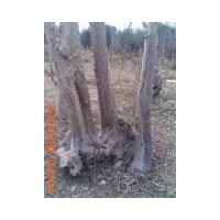 白皮松 柳樹 ；欒樹 大葉女貞 國槐 白蠟 側(cè)柏