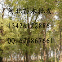 供應(yīng)國槐 國槐批發(fā) 大量低價出售國槐 國槐價格 國槐基地 國槐 苗