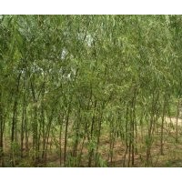 柳樹 檉柳