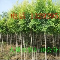 金葉榆 金葉榆價格 嫁接金葉榆