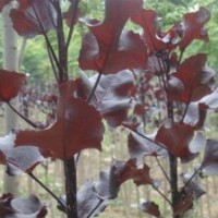 全紅楊