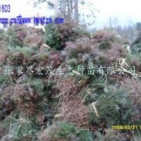 2012杉木苗價(jià)格