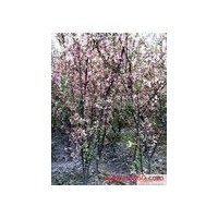 櫻花長(zhǎng)期大量供應(yīng)