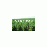 南京維華苗圃-雪松基地雪松直銷