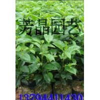 鐵冬青苗,白銀樹(shù)苗,宮粉紫荊苗,雞冠刺桐苗,油茶苗,陰香苗,杜英苗