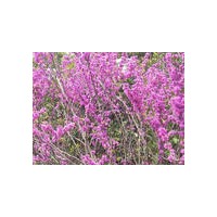 紫荊