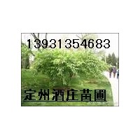 金銀木