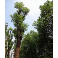 移栽香樟