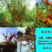 沙棘樹(shù)，掛果經(jīng)冬不癟不落，景觀獨(dú)特