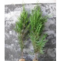 供應側柏苗 側柏小苗 側柏樹苗 山東側柏苗