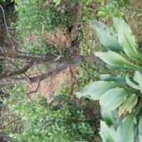 紅梅、綠梅、榆葉梅、紫葉桃、紫葉李