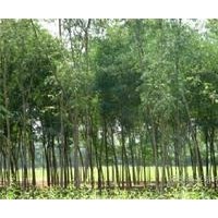 臭椿專供、臭椿樹苗、首選春秋臭椿種植基地