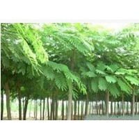 低價(jià)供應(yīng)國(guó)槐法桐苗木皂角合歡