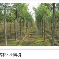 滄州哪里有國(guó)槐 國(guó)槐種植基地國(guó)槐苗木 國(guó)槐小苗