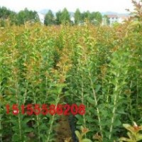速生紫薇 速生紫薇2012最新價(jià)格