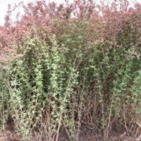 金葉女貞，紅葉小檗，月季花，大葉黃楊
