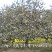 河北八棱海棠樹 八棱海棠樹價(jià)格