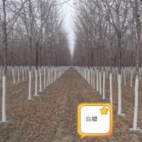 供應國槐,白蠟,法桐