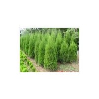 蜀檜小苗優(yōu)惠價格上市