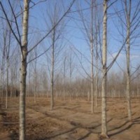 國槐 8-50公分國槐 國槐價(jià)格 國槐基地 山東國槐