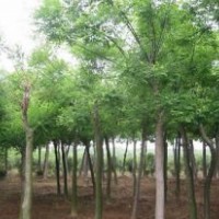 國槐 安徽國槐價(jià)格 湖北國槐價(jià)格 河南國槐價(jià)格