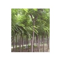 哪里有10-18公分的垂柳 10公分臭椿價格 哪里的臭椿價格低 哪里有