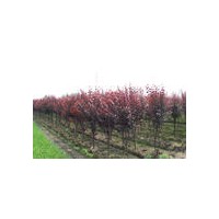 紅葉李基地-紅葉李價格-南京紅葉李報價
