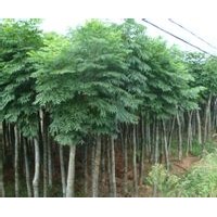 移植欒樹