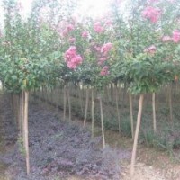 喬木類紫薇.櫻花.紫葉李.揚(yáng)樹.楓楊.銀杏.欒樹