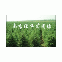 江蘇南京《雪松苗圃》《雪松基地》主產(chǎn)《雪松.廣玉蘭》