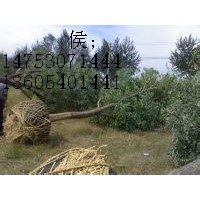 國(guó)槐樹(shù)價(jià) 金合歡基地