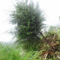 南方紅豆杉3公分，高度2.2米左右