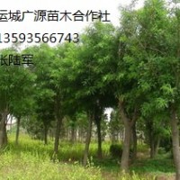 國(guó)槐出售8-10公分國(guó)槐出售、國(guó)槐出售價(jià)格