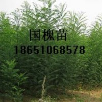 國槐苗、紫薇苗、木槿苗