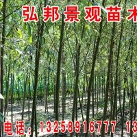 常年供應(yīng)2-4分支檉柳，1-30公分垂柳