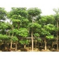 綠化苗木盆架子-基地綠化苗木盆架子