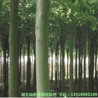 供應(yīng)12cm-19cm移栽香樟樹