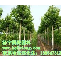 法桐,國槐，白蠟等苗木