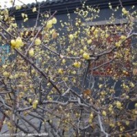 臘梅花即將綻放，火熱預(yù)定中，